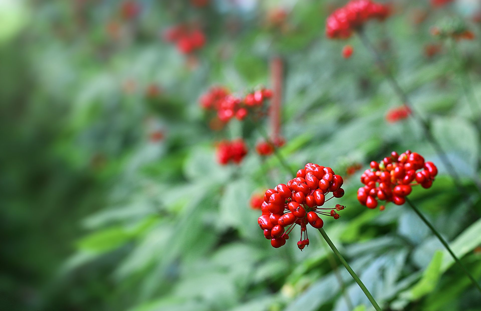 花旗蔘花綻放於美國威斯康辛州的冰川黑土蔘田中，展現天然純淨生命力。